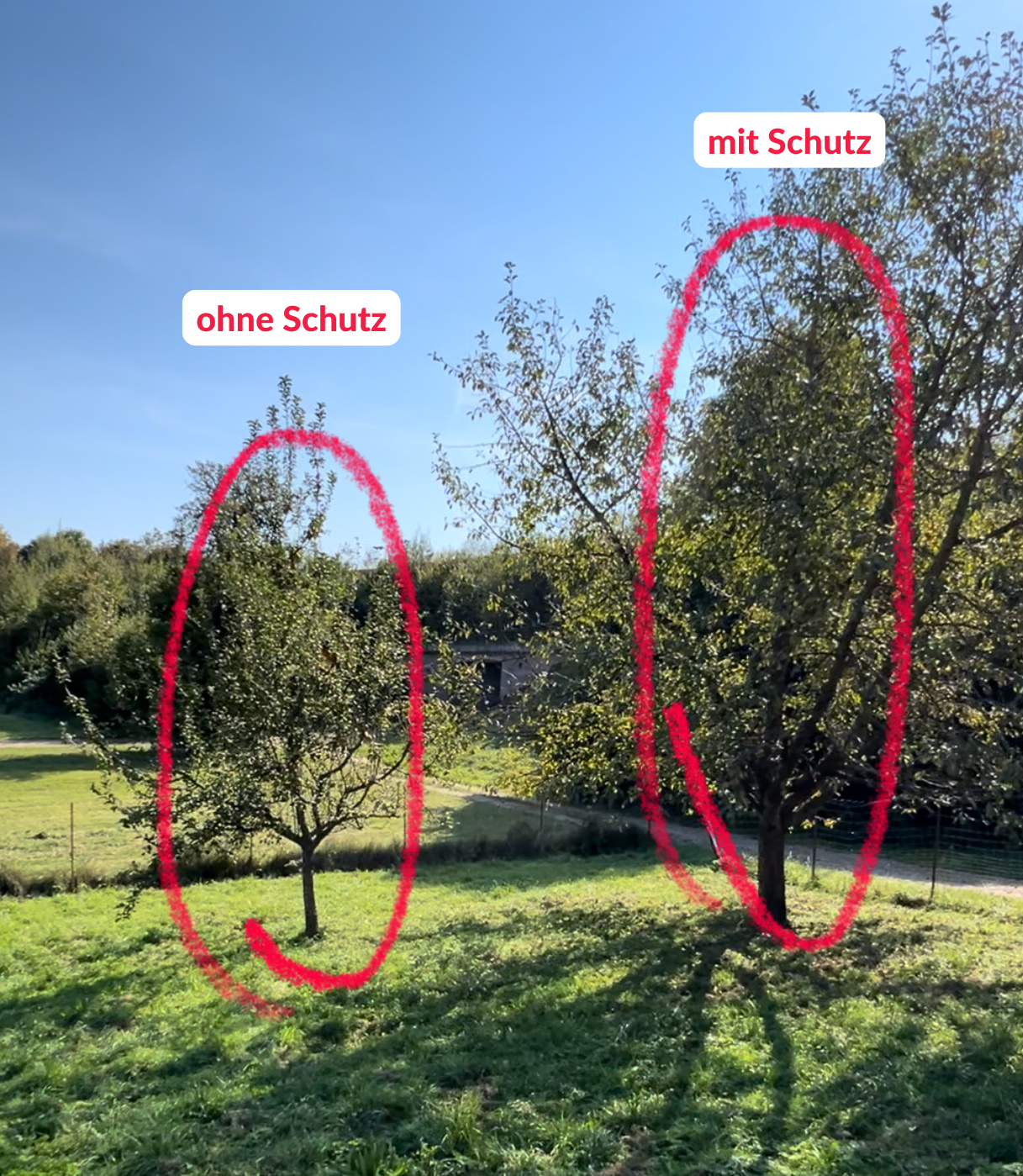 Vergleich von zwei Obstbäumen auf einer Wiese: Der linke Baum ist kleiner, hat einen dünneren Stamm und keinen Wühlmausschutz, während der rechte Baum größer ist, einen dickeren Stamm hat und mit Wühlmausschutz gepflanzt wurde. Die Unterschiede sind mit r